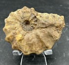 Very Nice   Rare 3 75    Texas Fossil Woodbine Ammonite  Conlinoceras Tarrantense 