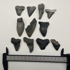 Shark Tooth Fossil Lot Megalodon Teeth And Other Shark Teeth Florida Set