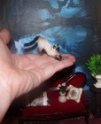 Artisan Cat Play With Mouse Realisti Ooak 1 12 Dollhouse Miniature Handmade Igma