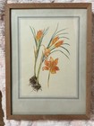 Vintage Botanical Floral Prints Set Of 4 Framed Wall Art Approx 8x10 Frames