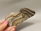 Blue Biggs Picture Jasper Polished Collector Rock Oregon  o1