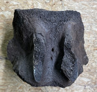 Large Whale Vertebrae Fossil