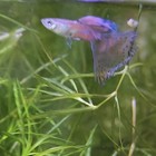 10 Pink Grass Guppy Fry - Beautiful Strain Bred In Florida Unsexed 1-6 Weeks Old