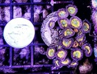Wysiwyg Large Orange Bam Bam And Rasta Zoa Combo Live Coral Frag Zoanthid Polyps