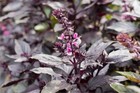 Basil Red Rubin Heirloom 200  Seeds 100  Organic Non Gmo Grown In Usa