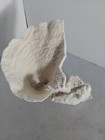 Large Coral Piece -from Shell Factory Sw  fla-7  Tall-8 long-6 widest Point