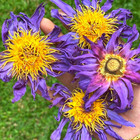 Dried Blue Lotus Nymphaea Caerulea Natural Flowers 100  Organic Egyptian Lotus