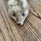 Vtg  Whole Body Red Brown Mink Pelt 4 Paws Whole Body Plus 2 Pelts