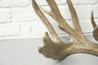 90  Whitetail Shed Antler  1057 - Taxidermy  Craftsmen  Collector  Decor