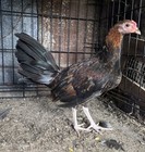 Round Head Pure Hatching Eggs American Gamefowl   Poultry  Chicken