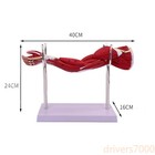 Limb Arm Muscle Anatomy 40x20x16cm  Lower Limb Leg Limb Muscle 50x29x16cm Model