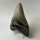 Megalodon Shark Tooth 4 28 Inch - Real - Amazing Fossil - Authentic Rare 20332
