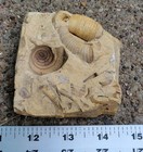 Ordovician Gastropod   Cephalopod Fossil Plate - Grand Detour Fm  Beloit Wi