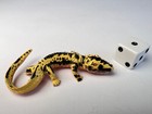 Lot Of 8 Amphibians Pv Play Visions Animal Figure 1998 Miniature Collectables