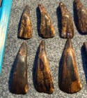 10 Original 1800 s Drilled Buffalo Teeth Native American Indian Sioux