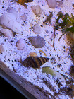 Live Freshwater Aquarium Snails  Assassin Snails  Pest Snail Remover  5  1