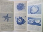 Vintage Marine Gardens Pacific Grove Beach Brochure Lover s Point Ca