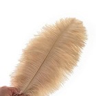 Ballinger Champagne Ostrich Feathers Bulk - 24pcs 10-12inch  Assorted Colors 