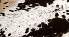 100  New Cowhide Rugs Area Cow Skin Leather  45  X 45   Cow Hide Sa-1142
