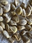 30 Fresh Yuzu Citrus Seeds     