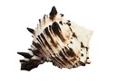 Black Murex Shell Small 3-4  Coastal Arts Crafts Air Plant Holder Hermit Crab