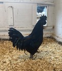 12  Fertile Rare Ayam Cemani Chicken Hatching Eggs