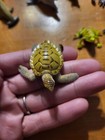 Lot Of 13 Land   Sea Animals Turtle Dolphin Frog Lizard Snake Toys Read