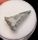 Unique Fl Great White Shark Tooth Fossil Sharks Teeth Fossils Ocean Gem Ancient