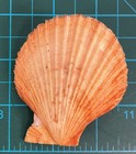 Orange Lion Paw Scallop Nautical Beach Craft Sea Shell Barnacles Complete