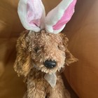 Dan Dee Collectors Choice  Plush Dog