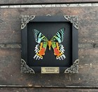 Real Framed Sunset Moth Insect Dried Butterfly Handmade Gifts For Women Shado   
