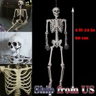 5ft5  Halloween Horror Poseable Skull Skeleton Human Life Size Party Tricky Prop