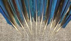 10 Naturally Molted Blue   Yellow Macaw Feathers Up To 22 5   