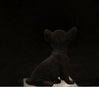 2 3  Black Mini Animal Dog Statue Desktop Decoration Simulation Chihuahua Model