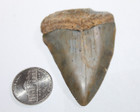 Great White Shark Teeth Fossil No Repair Natural 2 27  Huge Beautiful Tooth