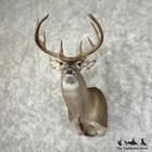  31166 El   Texas Whitetail Deer Taxidermy Shoulder Mount For Sale