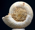 Ammonite Fossil Specimen Whole Fossilized Sea Life Jurassic Natural Madagascar