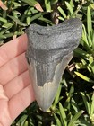 Natural Beautiful 3 38    Megalodon Tooth Fossil Shark Teeth