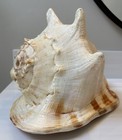 Huge Large Giant Queen King Helmet Horned Conch Shell Specimen 11x8x8 5 