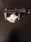 Rare F    Murex Monodon Seashell 69 21mm