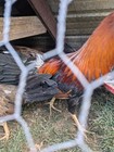 3   Lacy Roundhead Game  Fowl Hatching Eggs  Proven In All Categories Of Show 