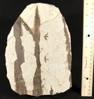 Very Rare Palm Frond Fossil With Two  Winged Insect Fossils 278gr