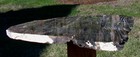Sis  Spectacular 17  Oregon Rip Cut Fir Petrified Wood Specimen -bear Creek Or 