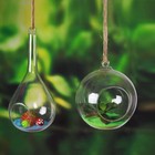  Clear Plant Pot Transparent Hanging Planter Ornamental Plants