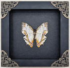 Real Map Butterfly Framed Cyrestis Thyodamas Specimen Home Decor Gift For Mom