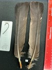 Capercaillie Pheasant Tail Feathers