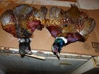 1 Beautiful No 1 Pheasant Skin Craft Dog Training Fly Tying Full Body No Tail