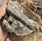 Rare Heteromorph Ammonite Fossil Nakagawa Hokkaido Japan Natural Glossy Matrix