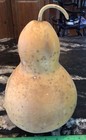 Clean Dry Gourd For Crafting  6 5   diameter  9   high  21   circumference