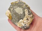 Ruck s Pit Calcite Clam Fossil - Mercenaria Permagna - Ft  Drum  Florida